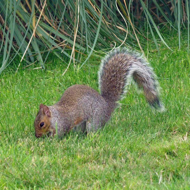 a squirrel is standing in the grass by some plants