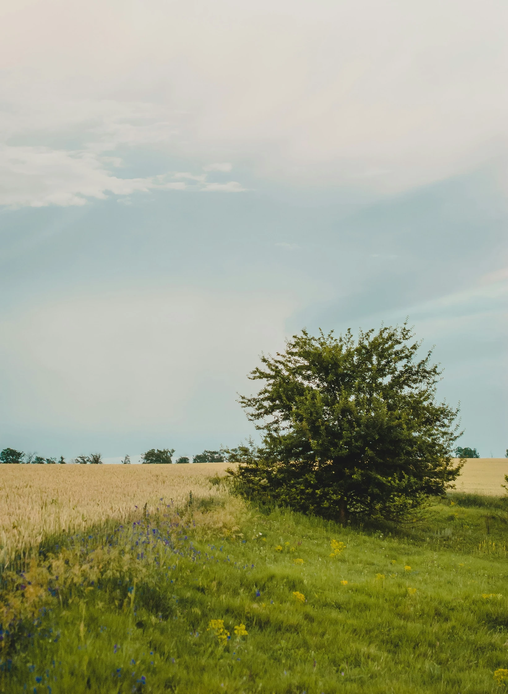 a lone tree standing in a field, near a dirt path