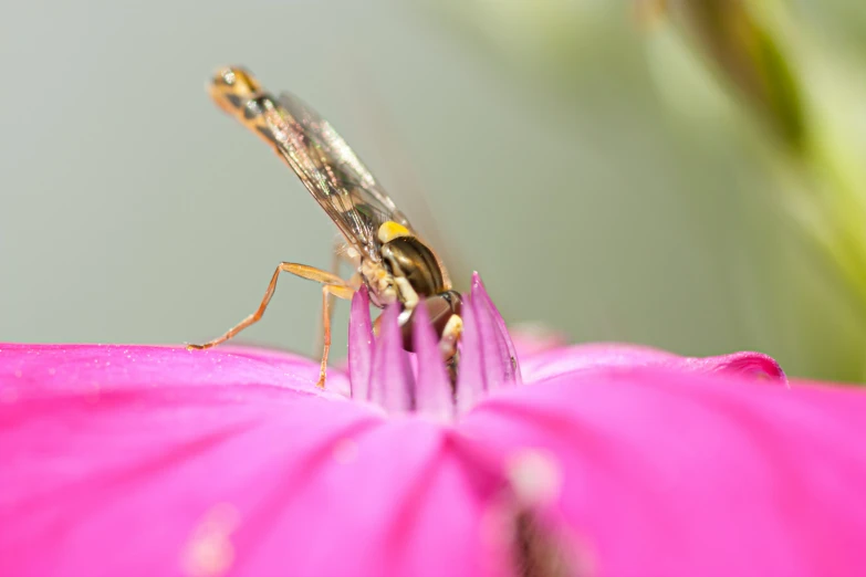 an insect sitting on top of a bright pink flower