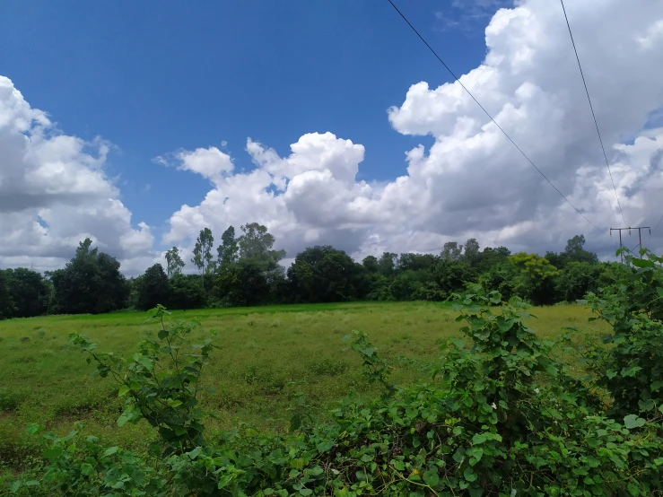 an open area with a field and power lines