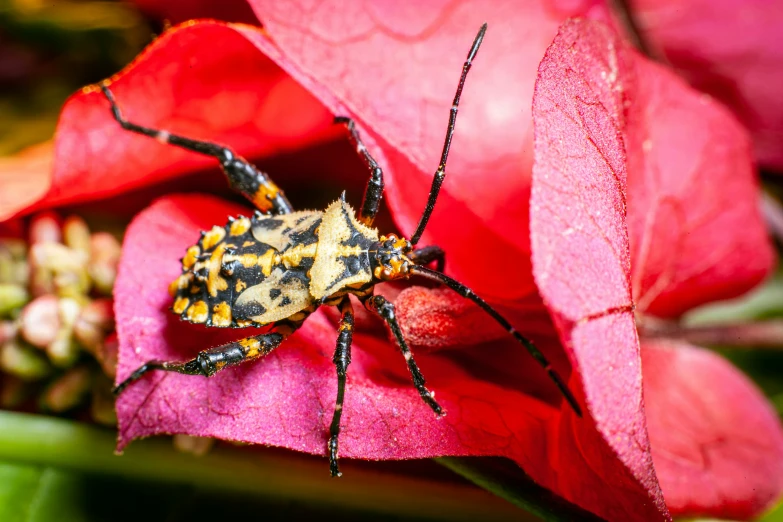 the black and yellow bug is standing on a pink flower