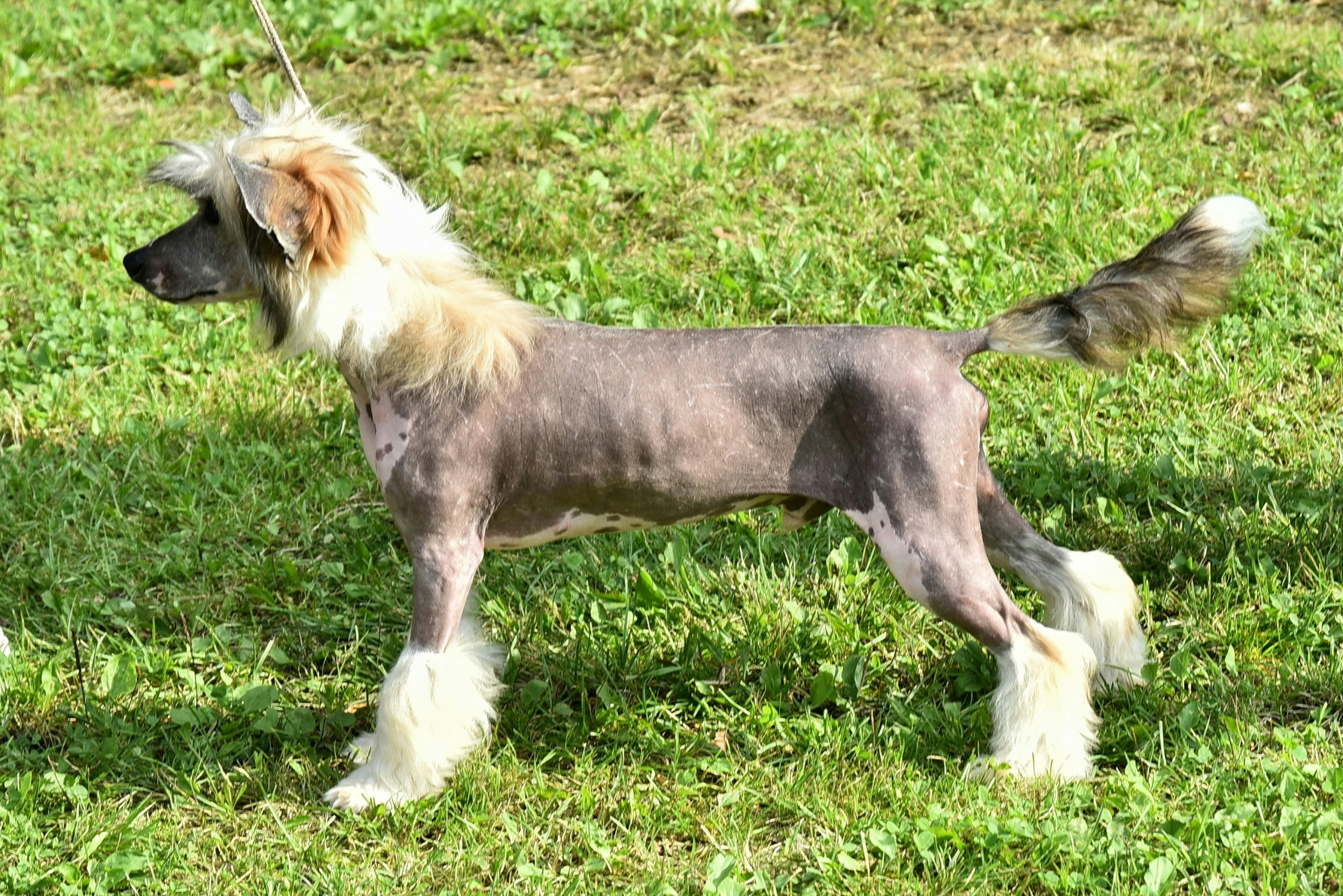 an older gray dog with white and tan patches in the grass
