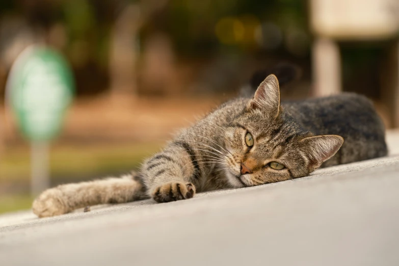 a grey and black cat laying down on the pavement