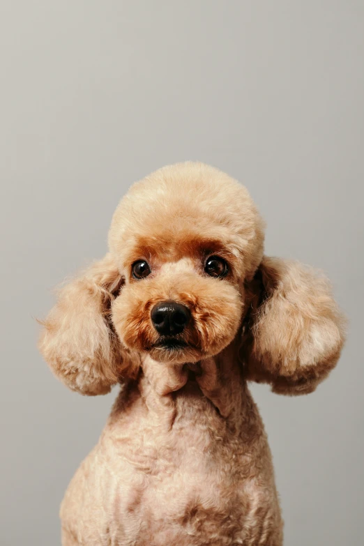 a little dog with a brown hat is posed