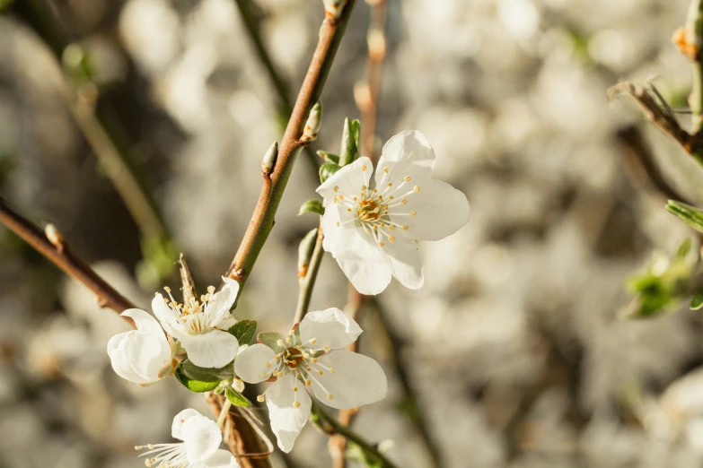 a bunch of white flowers are blooming on a tree nch