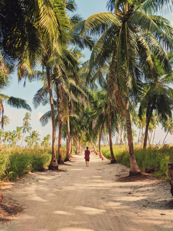 a path leads through palm trees in the daytime