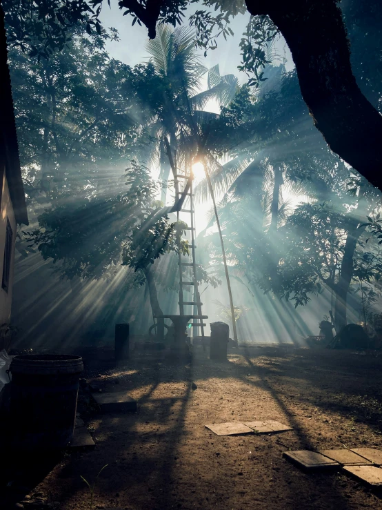 light shining through the canopy of trees into the ground