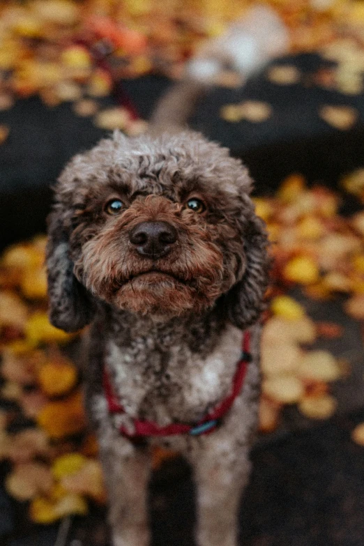 a small dog standing on top of leaves