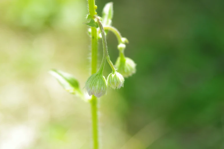 the delicate green buds and thin stem of the plant