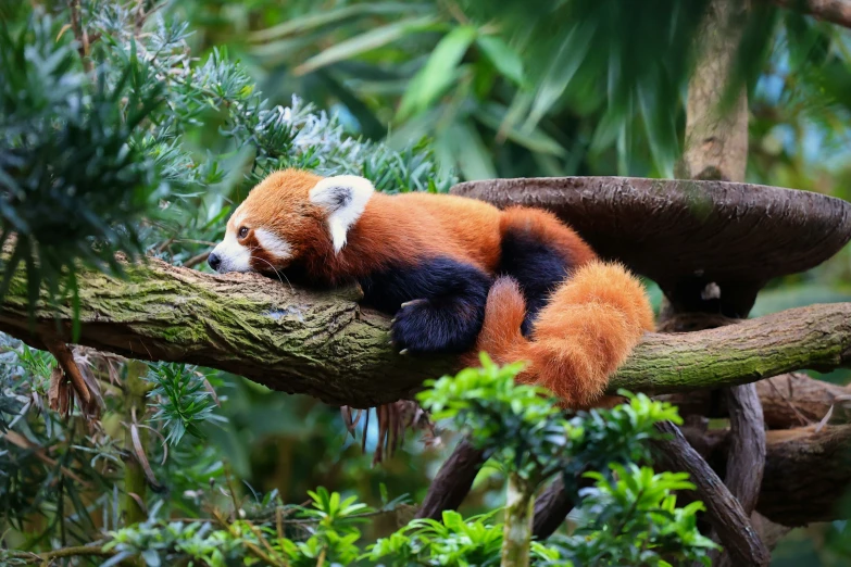 a small red panda sleeps on a tree nch