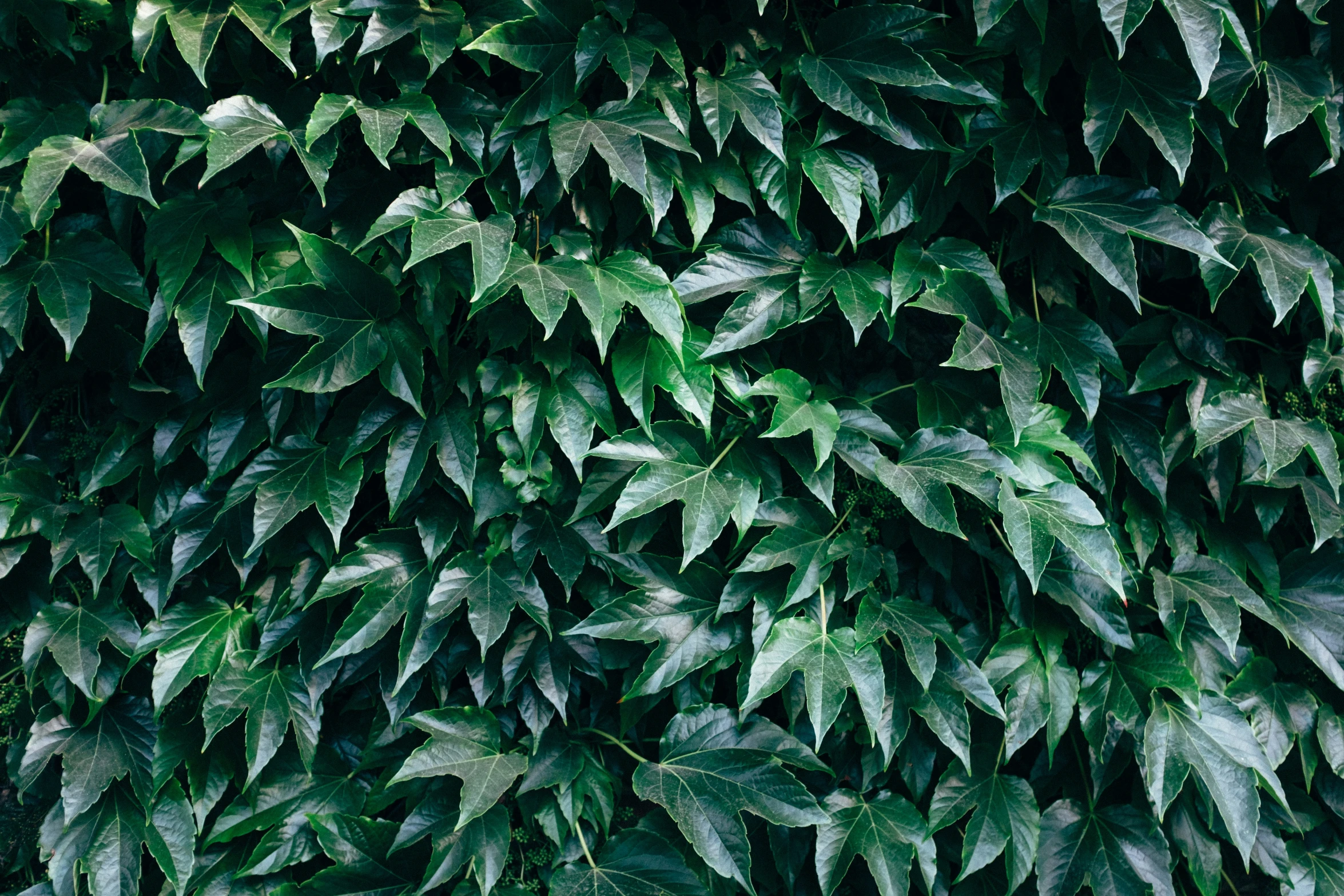 a green wall with leaves growing over it