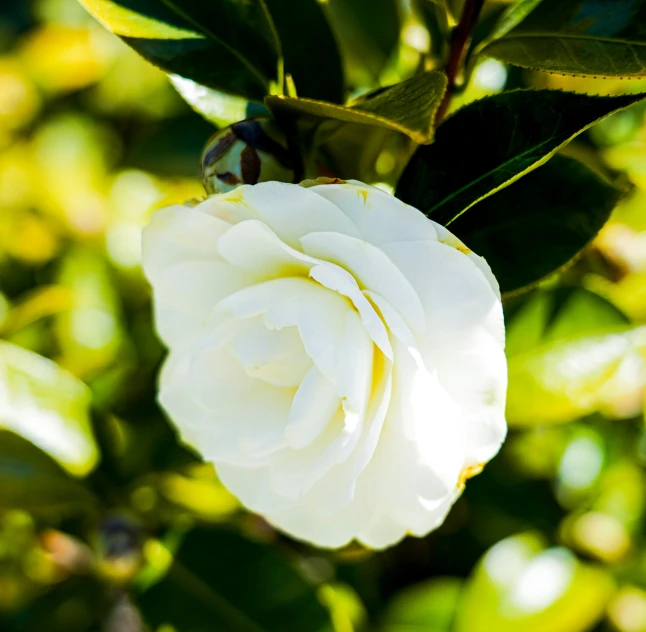 a white flower blooming with some green leaves