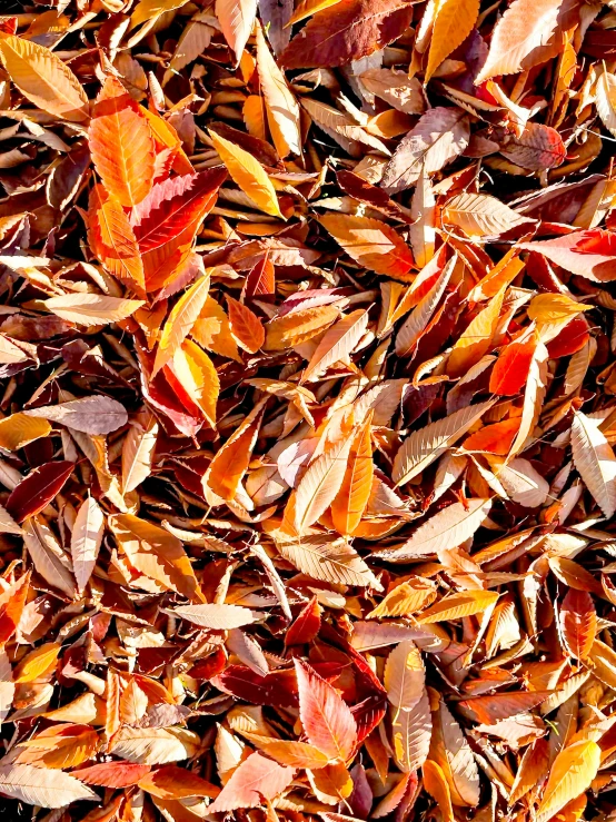 close up of an assortment of colorful leaf litter