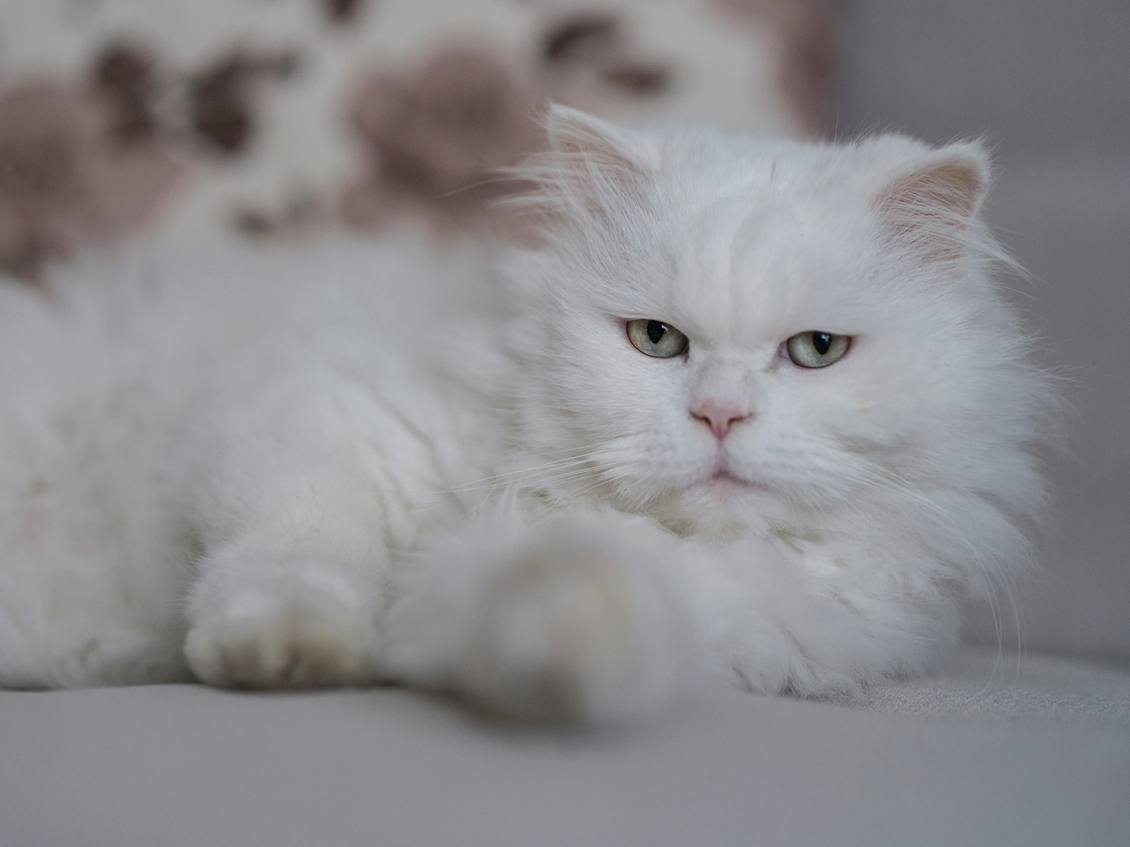 the white cat looks on with delight in his eyes