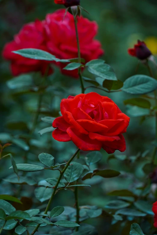 an array of red roses with dark green leaves