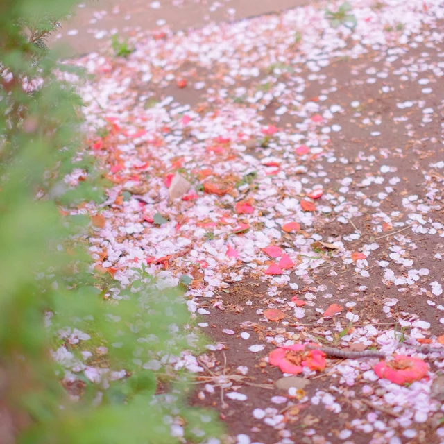 pink and white petals laying on top of the ground