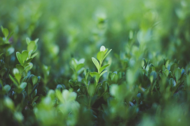 a close up of an unoccupied green plant