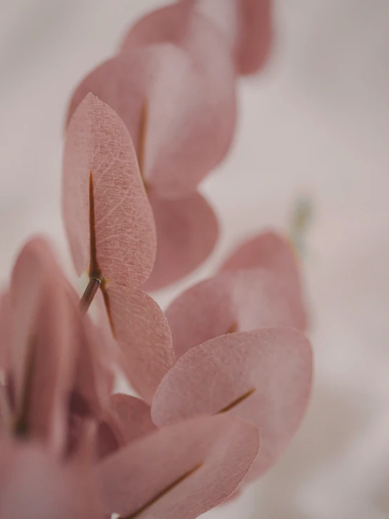 some kind of pink flower in a vase