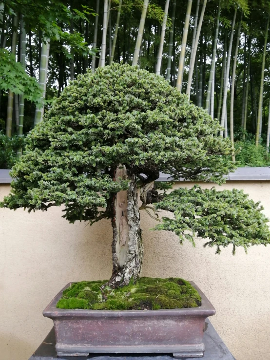 a bonsai tree on display in a planter on a small table