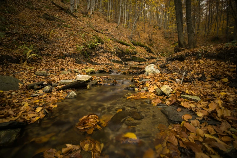 a stream running through the forest with fallen leaves on the ground