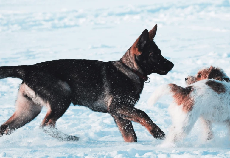 a dog is following another in the snow