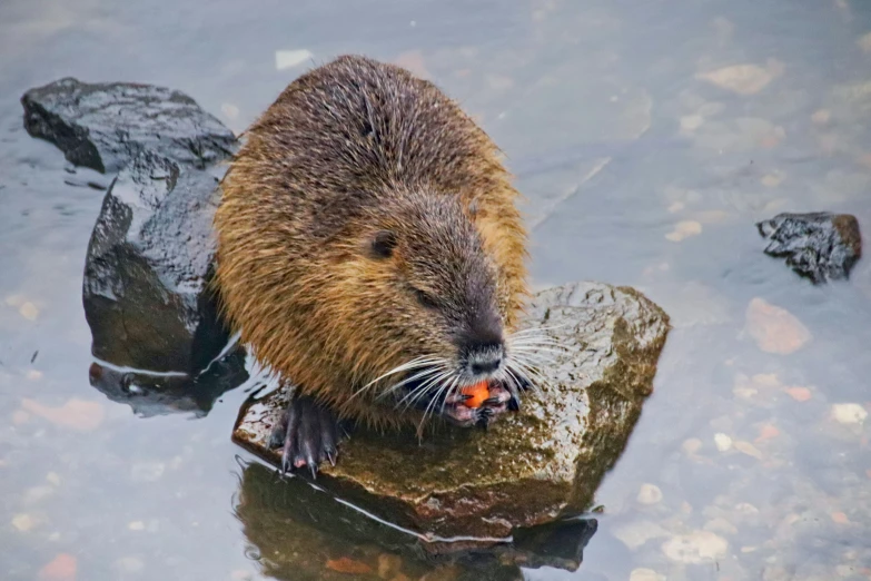 an beaver eats a piece of food from the river