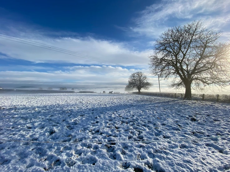 the field has two trees in it