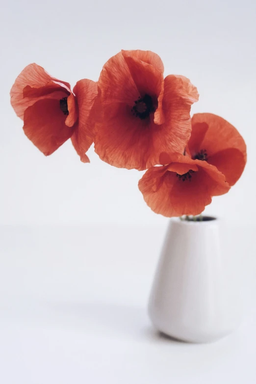 three red flowers are in a white vase