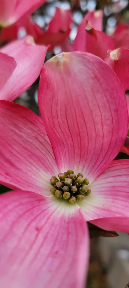 some pink flowers that are on some grass