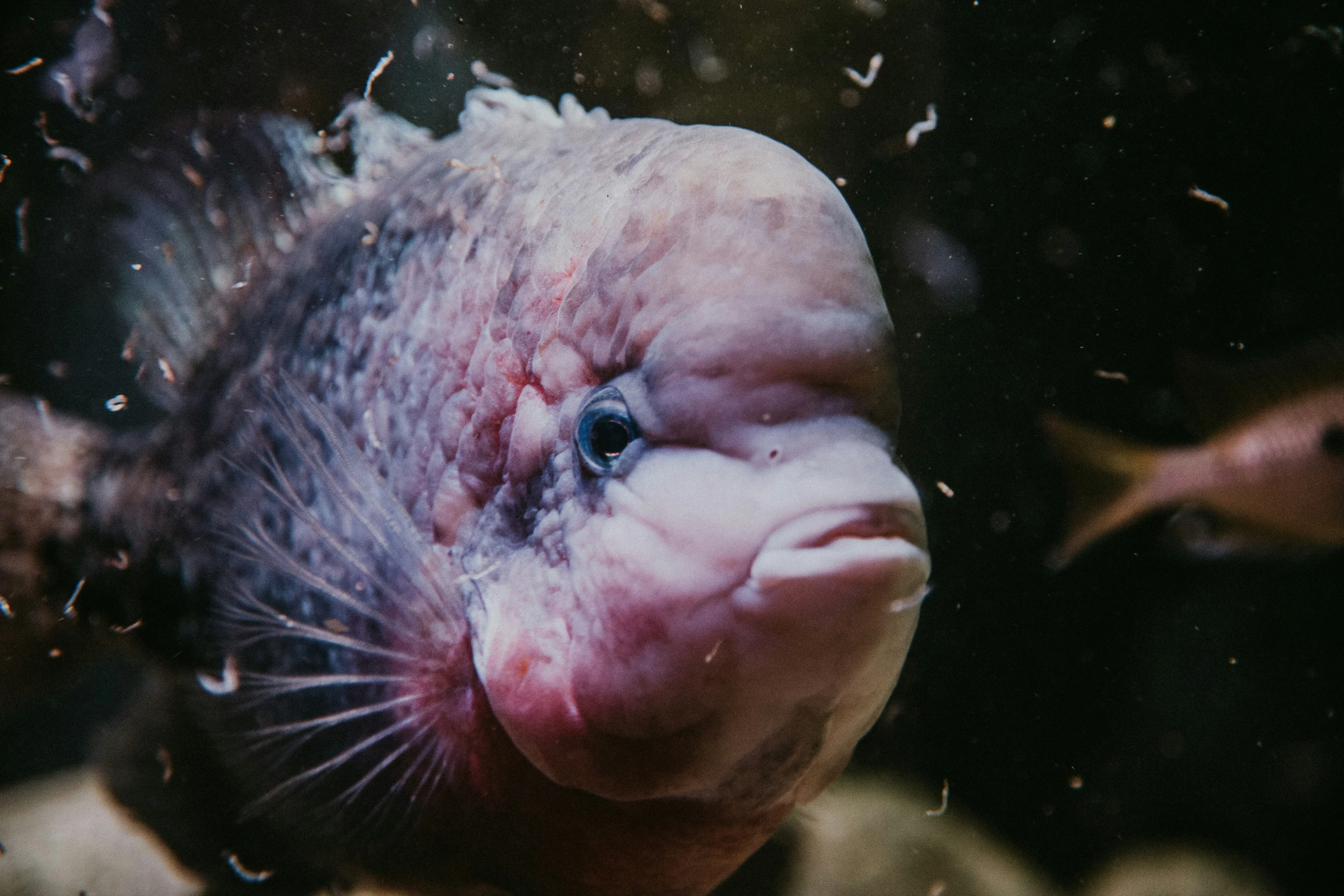 an animal that is looking straight into the camera