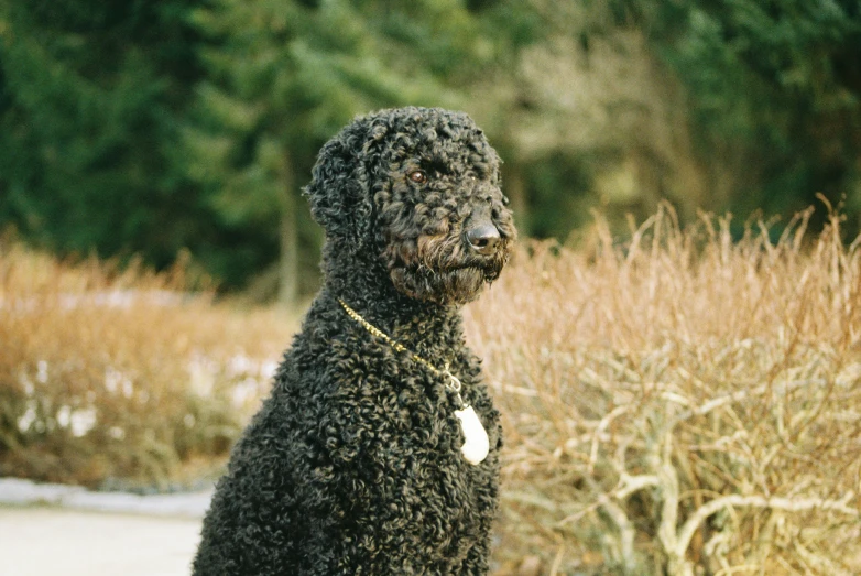 a black dog in front of trees and bushes