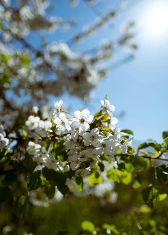 flowers are in bloom in the sun on a nch