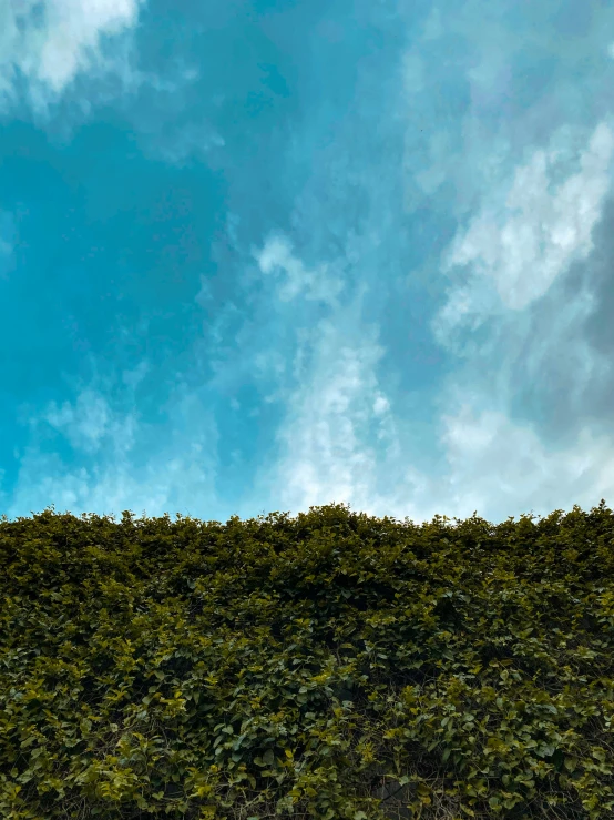 two people are holding an umbrella in the woods