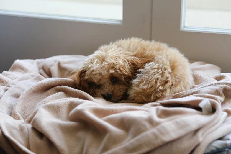 small brown dog curled up and sleeping on a blanket