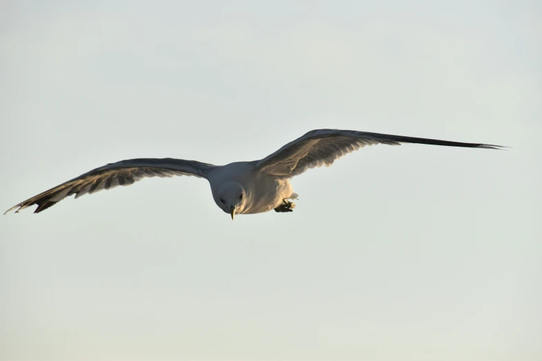 a seagull flies through a clear, blue sky