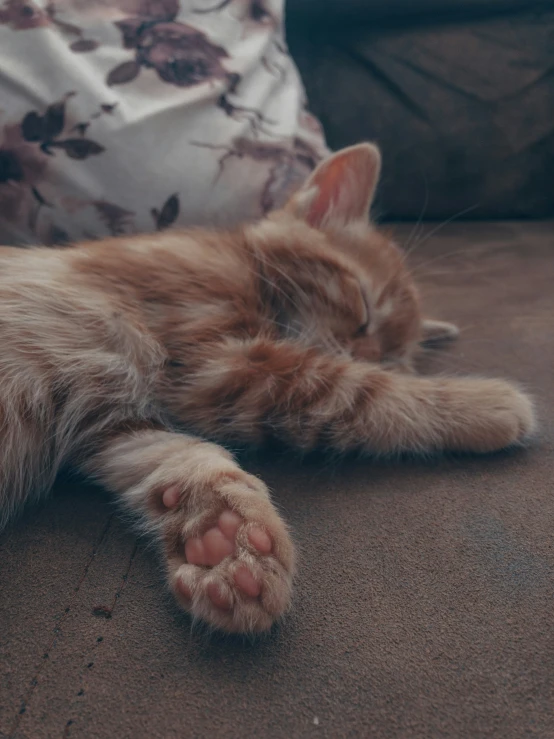 a cat that is laying down on the floor