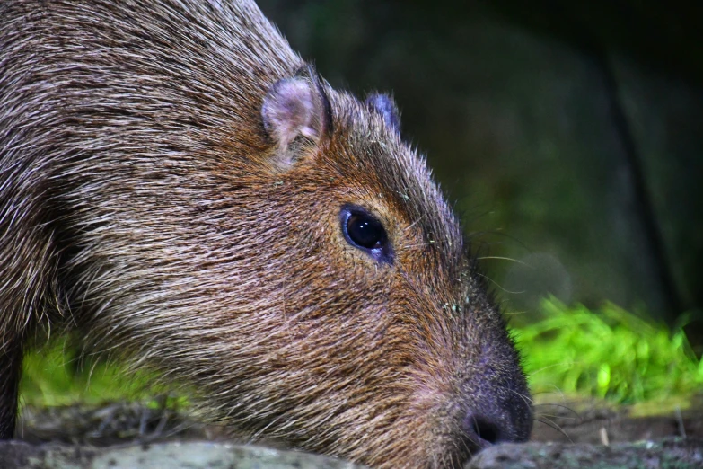 a wild capybara looking away while standing