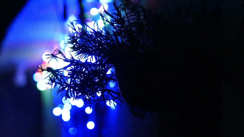 a spiky tree in the darkness with blue and red lights