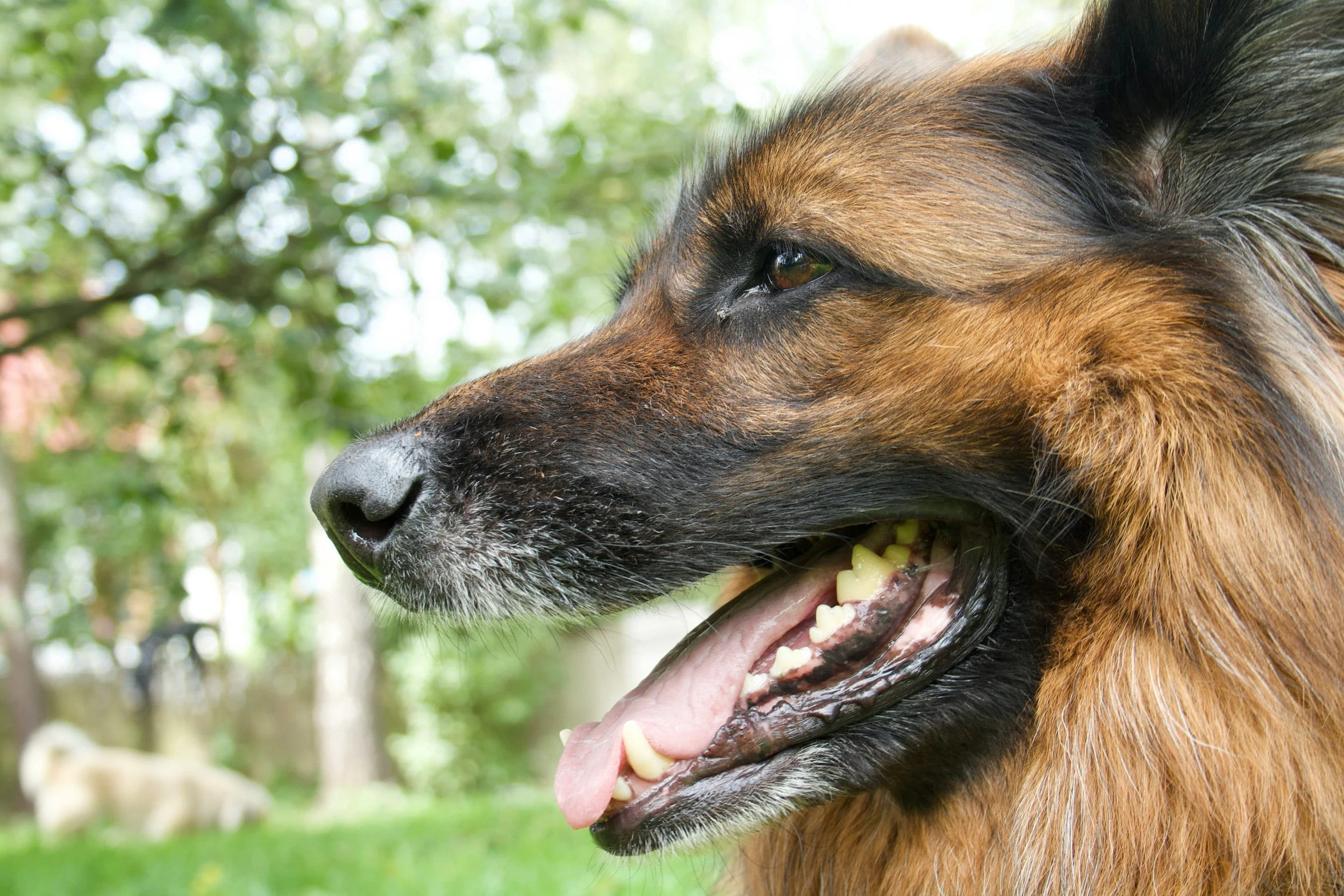 a large dog has his tongue out and a goat is behind him