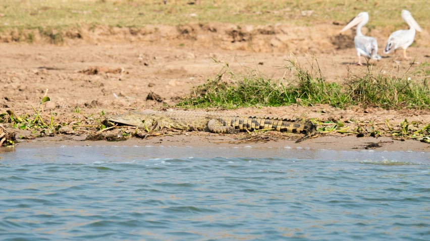 a large water snake is seen in this image