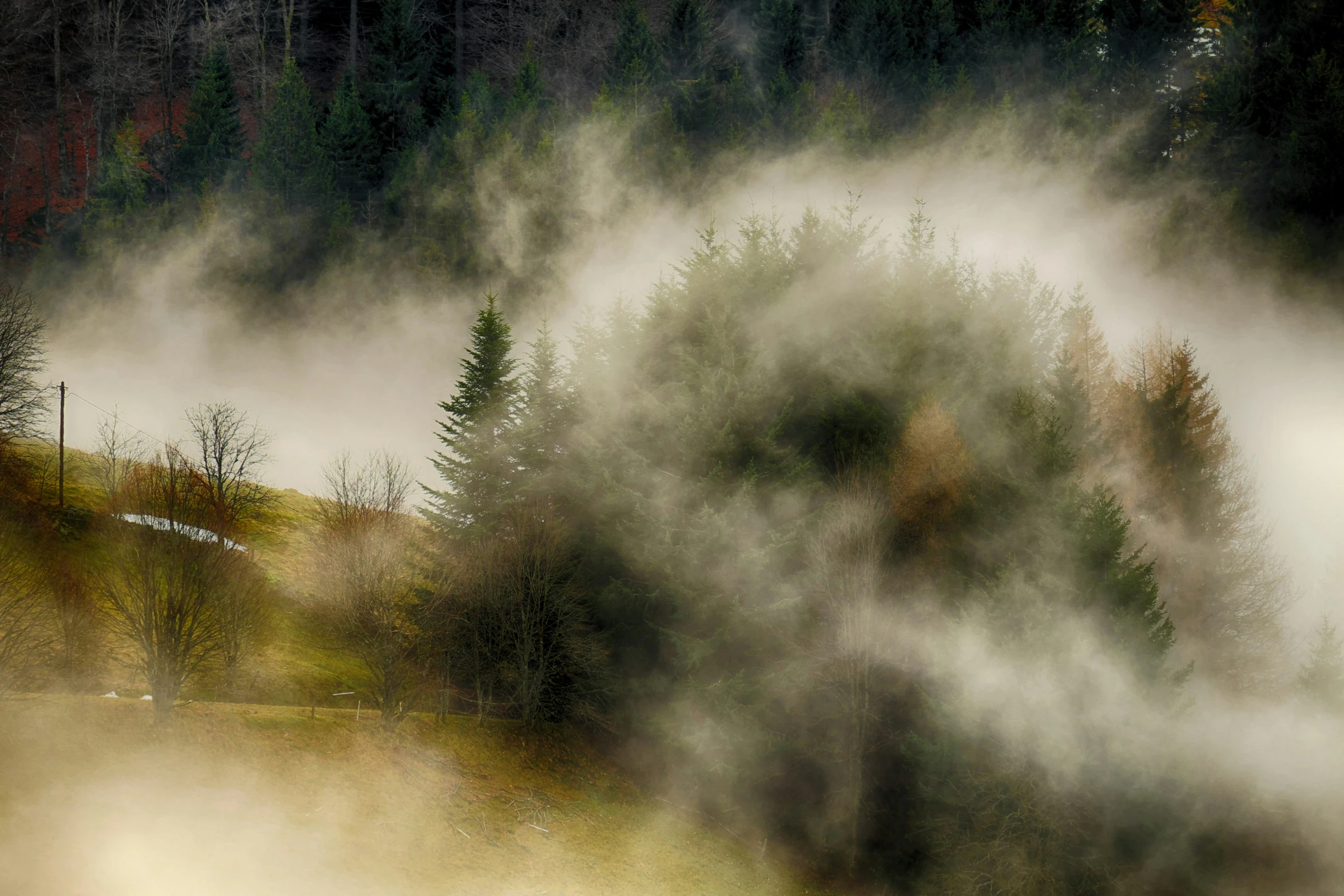 a foggy landscape with trees and bushes in the distance