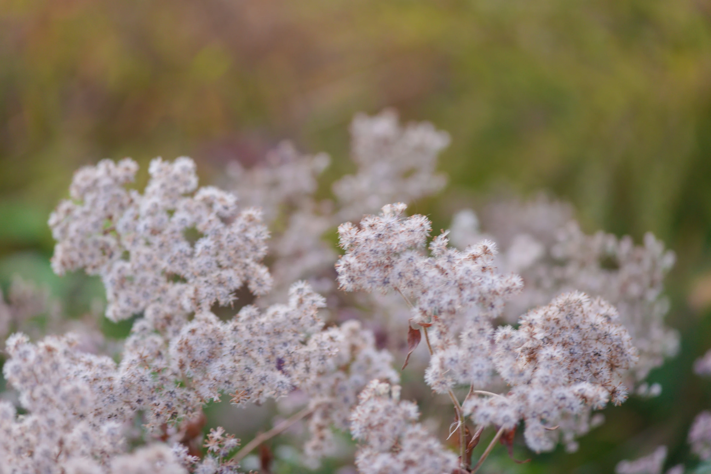 purple flowers with a blurry background of brown grass