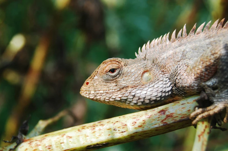 a close - up of a lizard resting on a plant