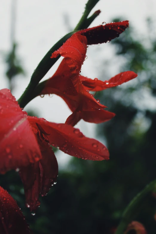 closeup of red flowers with rain drops on them