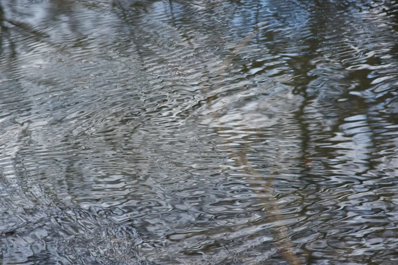 water with many small ripples and trees reflected in the reflection