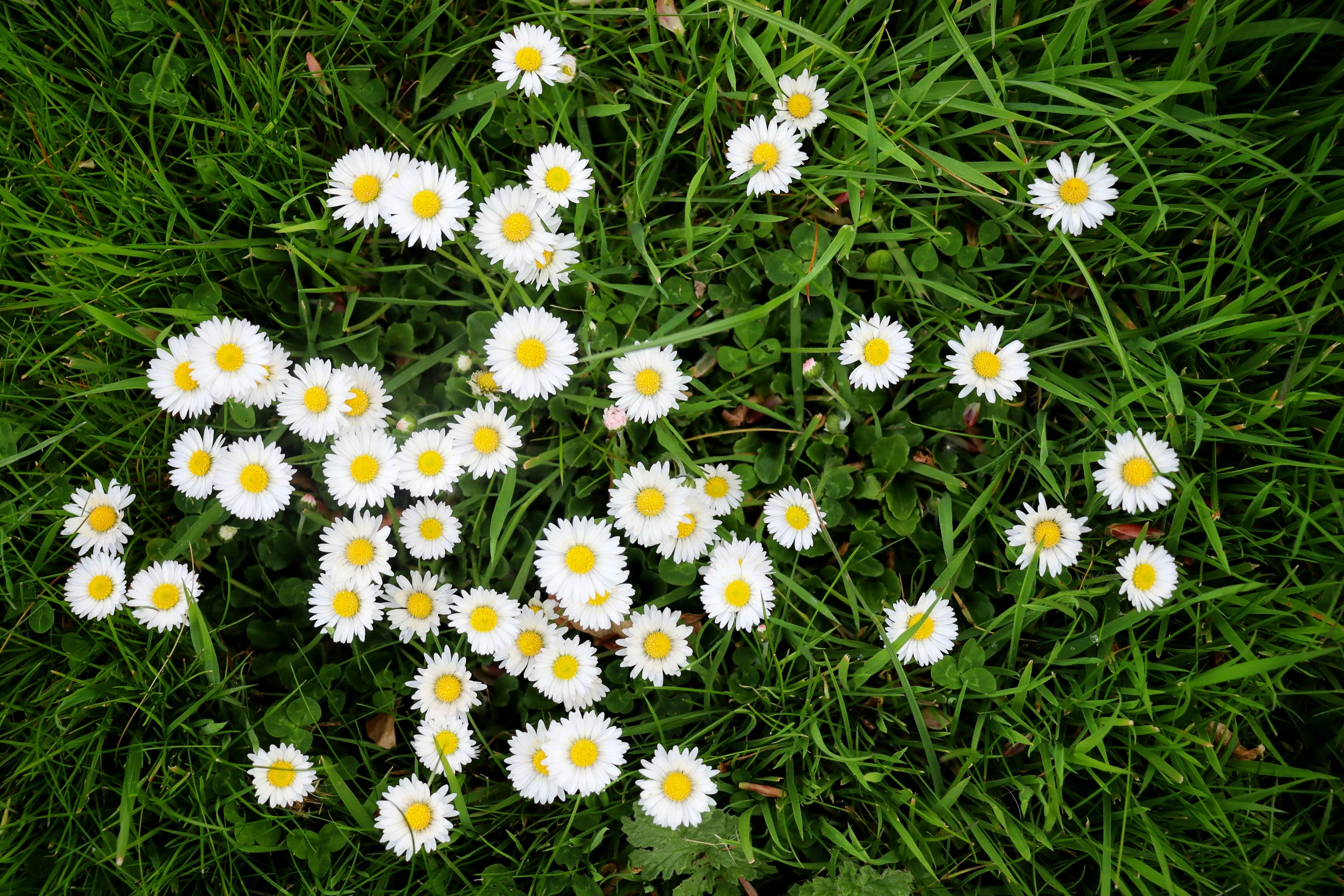 a bunch of daisies laying in the grass