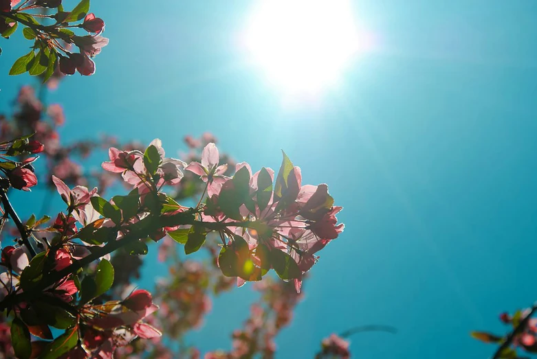 pink flowers are in the air with a bright blue background