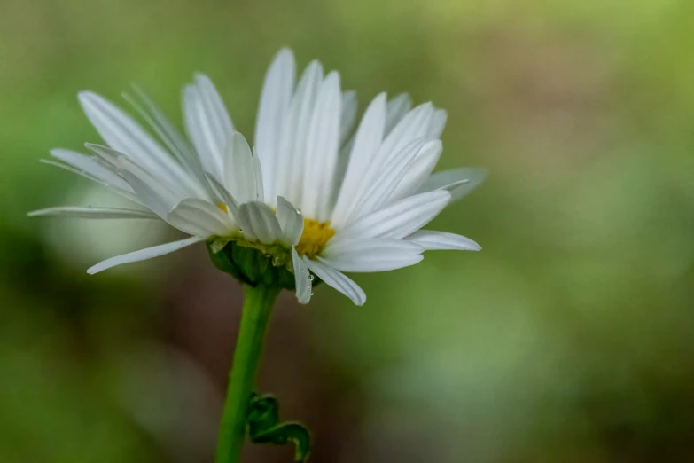 this is a po of a daisy taken in the forest