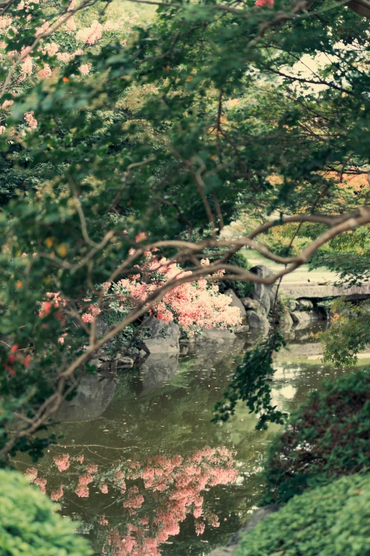 a pond surrounded by some very pretty trees