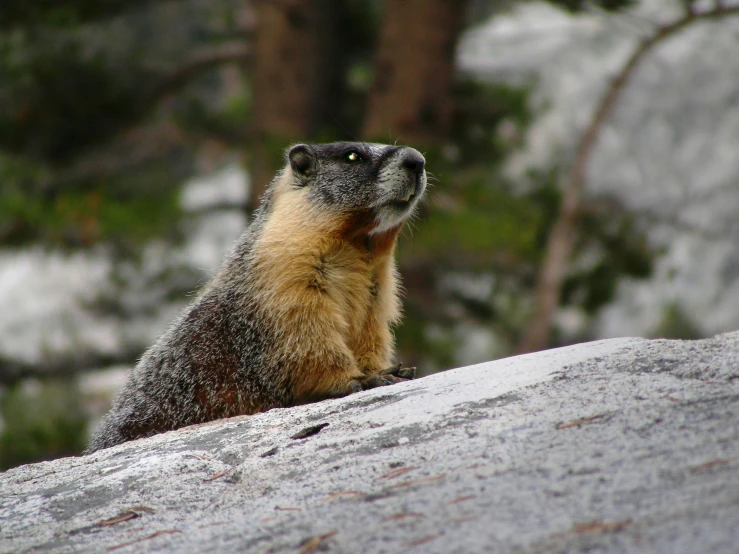 a cute marp sits on a big rock near some trees